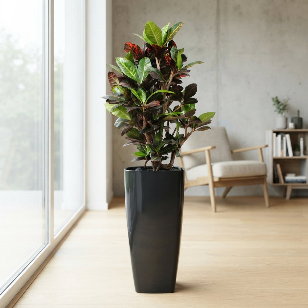 Large-Leaved Croton (Codiaeum variegatum) – 33cm Black Planter, 140cm High