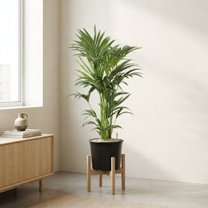 Kentia Palm (Howea forsteriana) – 32cm Pot, 120cm Tall