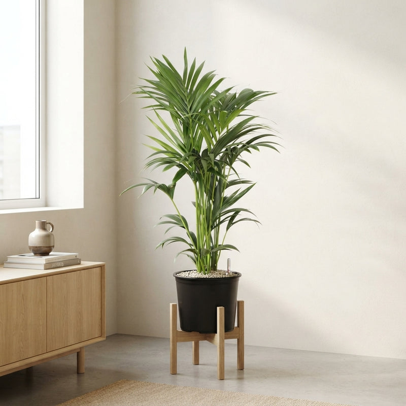 Kentia Palm (Howea forsteriana) – 32cm Pot, 120cm Tall
