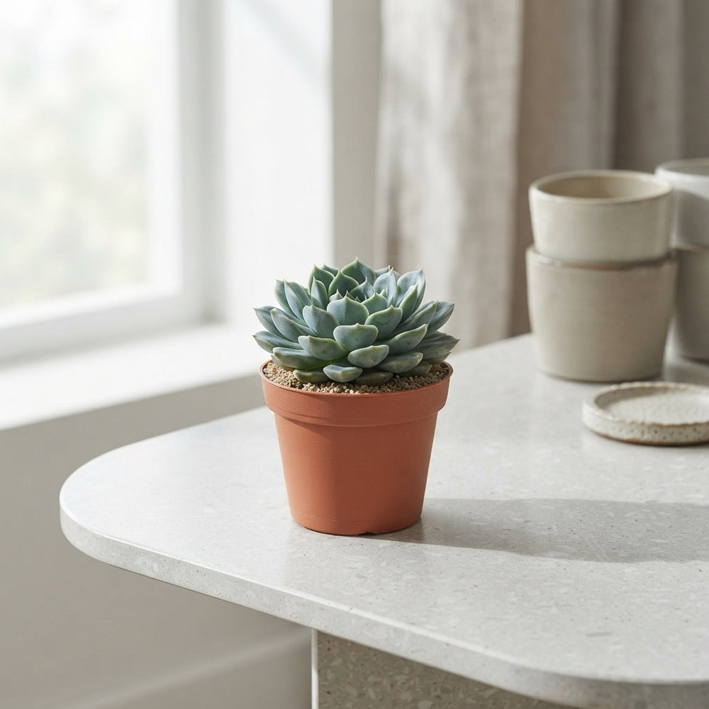 Echeveria glauca Succulent – 5.5cm Pot
