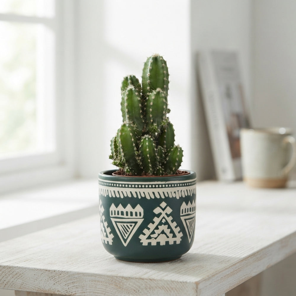 Mixed Cactus in Ceramic Pot – 7cm