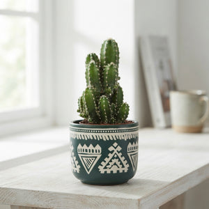 Mixed Cactus in Ceramic Pot – 7cm