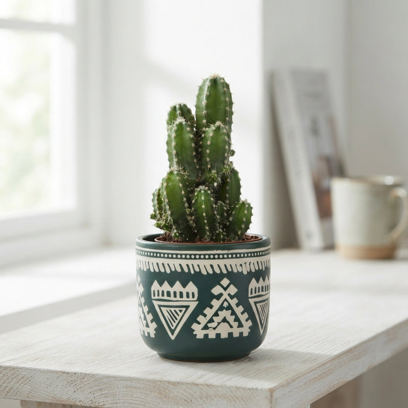 Mixed Cactus in Ceramic Pot – 7cm