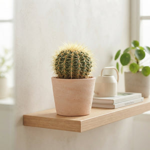 Mixed Cactus Collection – 8.5cm Pot