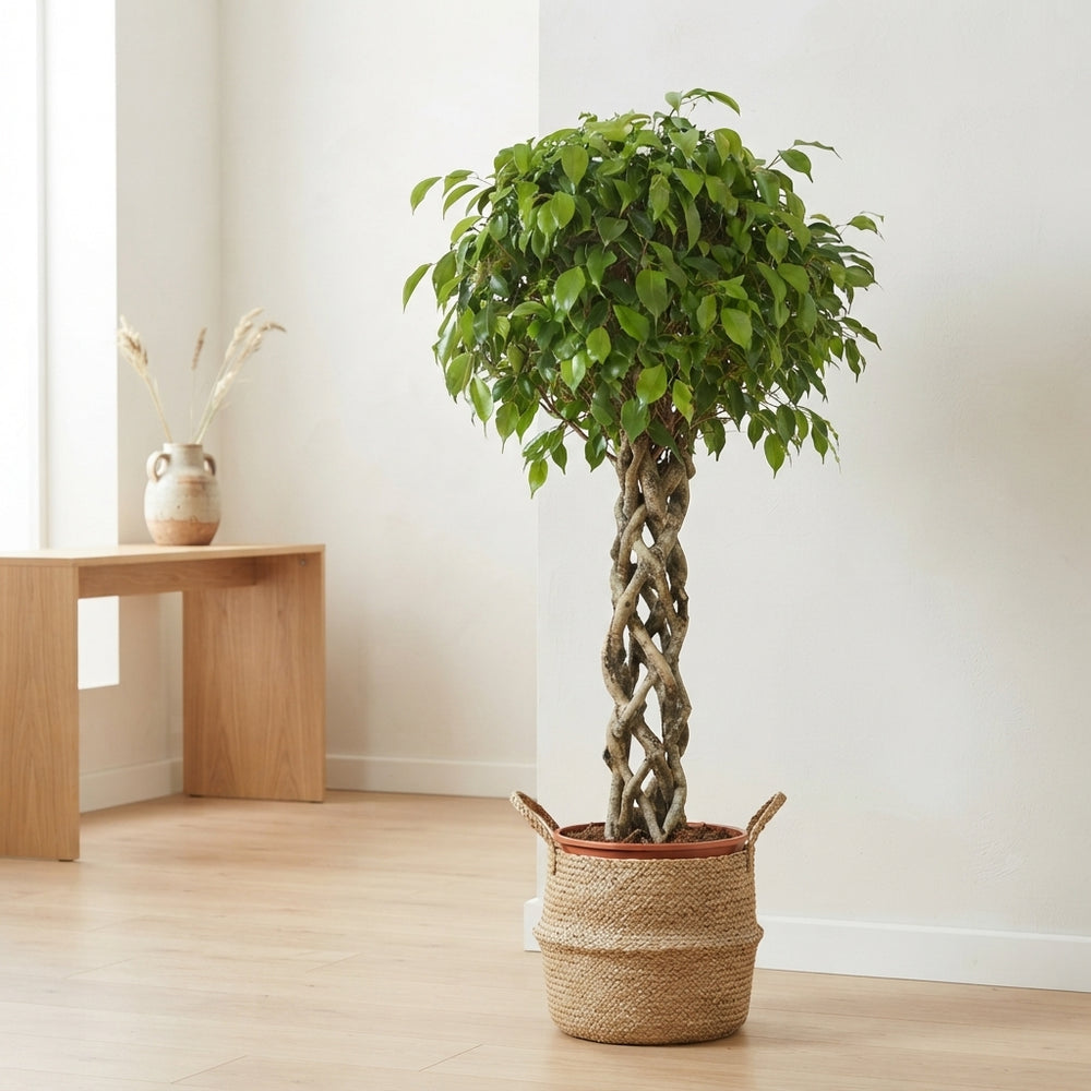 Braided Weeping Fig (Ficus benjamina) – 30cm Pot, 150cm