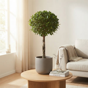Ficus Nitida Indoor Tree – 30cm Pot, Approx. 130cm High