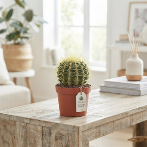 Mixed Crassula Succulent Plants – 10.5cm Pot