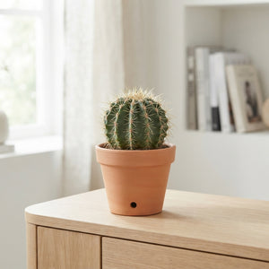 Mixed Crassula Succulent Plants – 10.5cm Pot