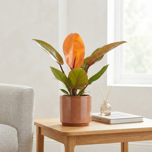 Philodendron ‘Prince of Orange’ – 17cm Pot