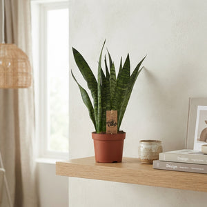 Sansevieria Zeylanica Snake Plant – 12cm Pot