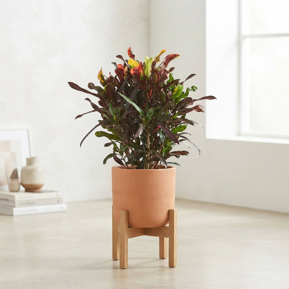 Large-Leaved Croton (Codiaeum variegatum) – 27cm Pot