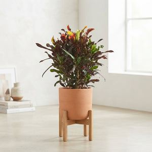 Large-Leaved Croton (Codiaeum variegatum) – 27cm Pot