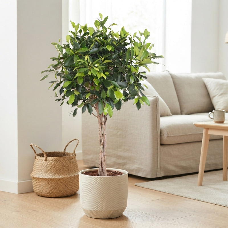 Braided Ficus Nitida Tree (Ficus microcarpa) – 27cm Pot