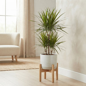 Dragon Tree (Dracaena marginata) – 24cm Pot, 120cm High