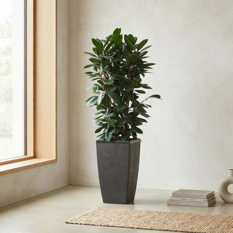 Ficus cyathistipula Houseplant – 40cm Pot, Approx. 180cm