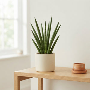 Mikado Sansevieria – 4cm Pot