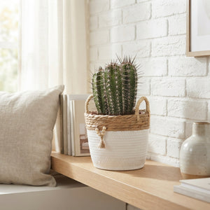 Mixed Cactus Collection – 20cm Pot