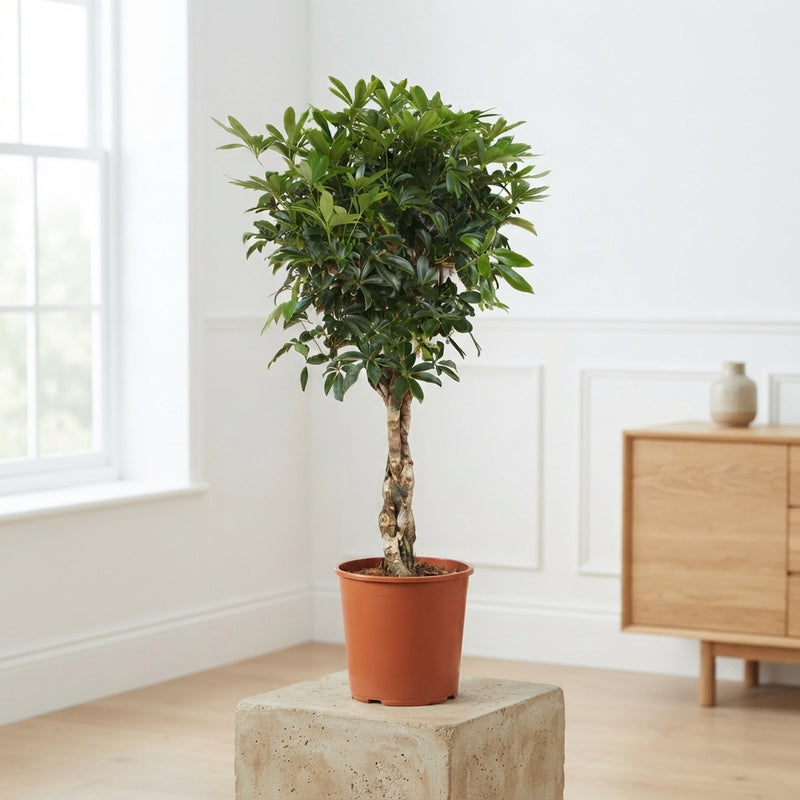 Dwarf Umbrella Tree (Schefflera arboricola) – 30cm Pot
