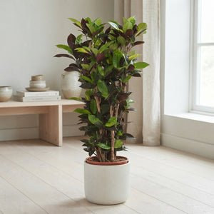 Mrs Iceton Croton (Codiaeum variegatum) – 30cm Pot, 150cm High