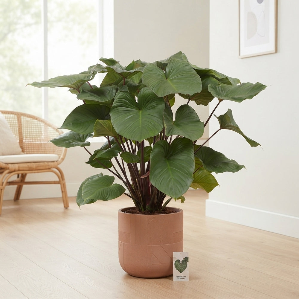 Homalomena ‘Ru Maggy’ Houseplant – 34cm Pot