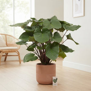 Homalomena ‘Ru Maggy’ Houseplant – 34cm Pot