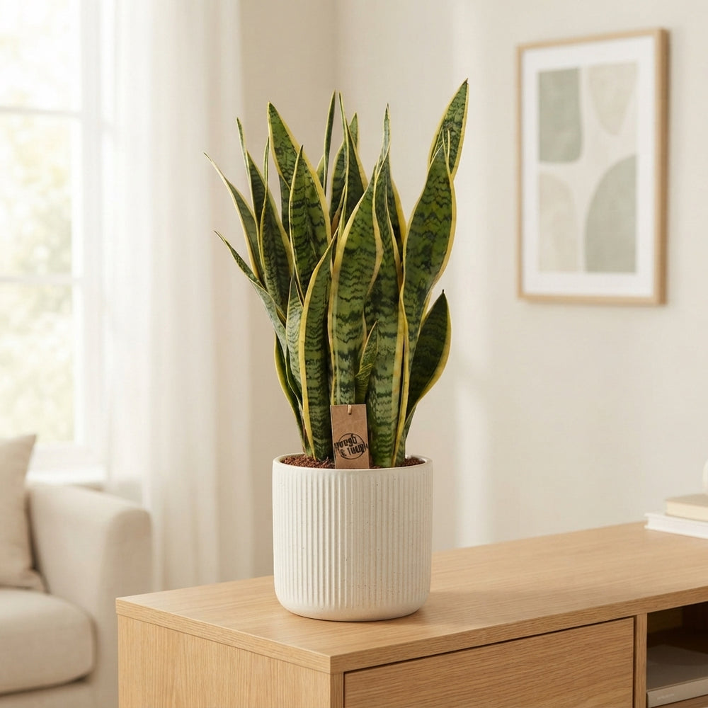 Snake Plant (Sansevieria trifasciata) – 25cm Pot, 80cm Height