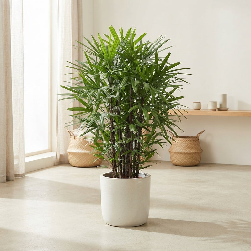 Slender Lady Palm (Rhapis humilis) – 30cm Pot, 140cm High