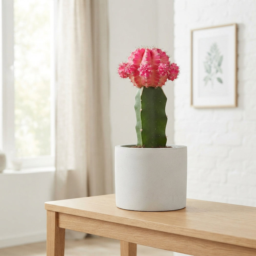 Mixed Cactus Collection with Island Display – 80cm Pot