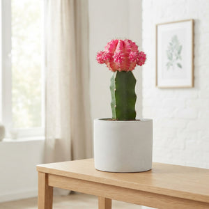 Mixed Cactus Collection with Island Display – 80cm Pot