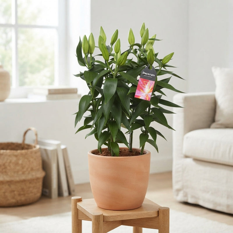 Pink Oriental Lily (Lilium) – 19cm Pot, 47cm High
