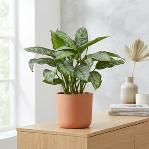 Aglaonema ‘Chantal’ Chinese Evergreen – 24cm Pot