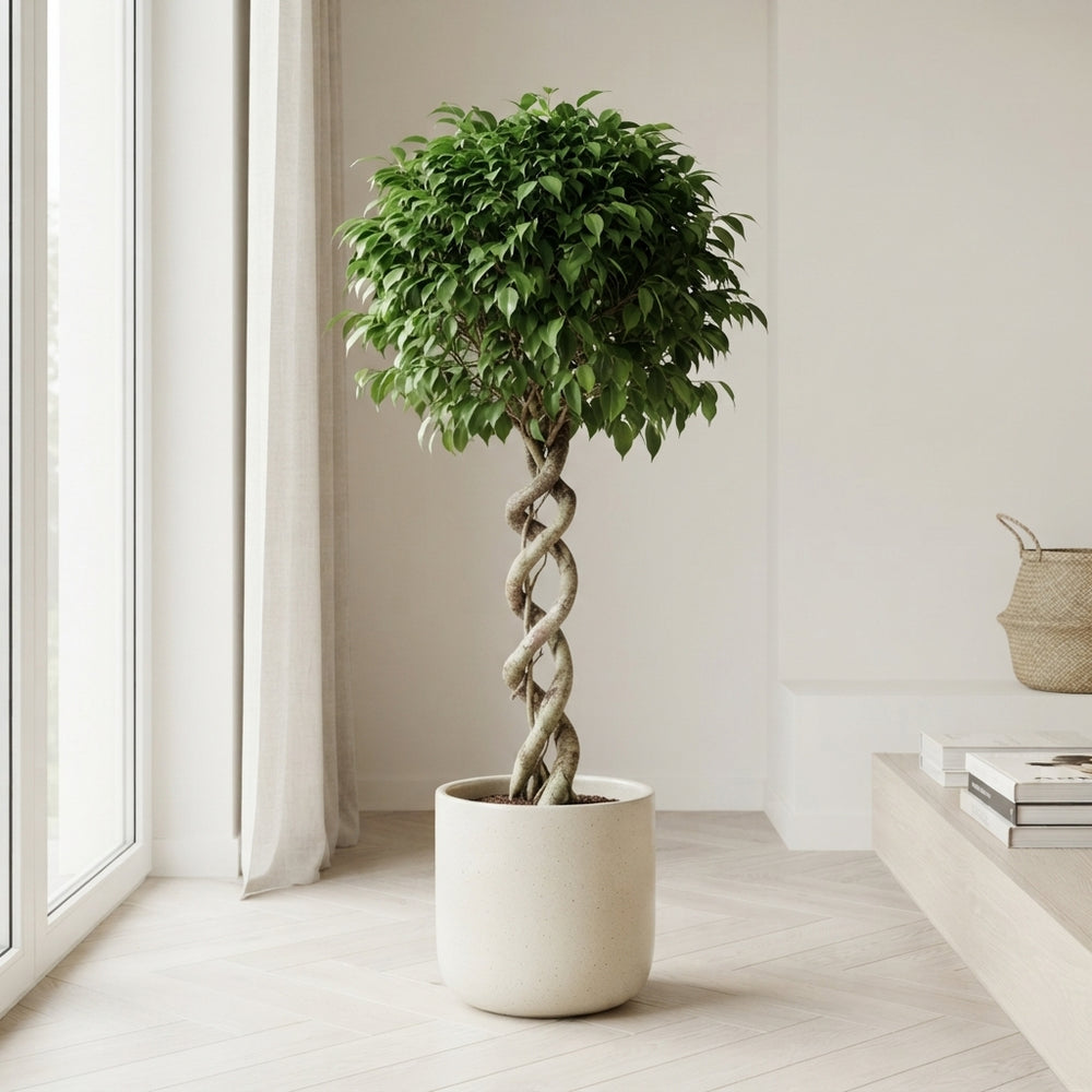 Double Spiral Ficus Tree (Ficus benjamina) – 30cm Pot, 130cm
