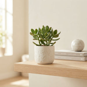 Variegated Money Plant (Crassula) – 5.5cm Pot