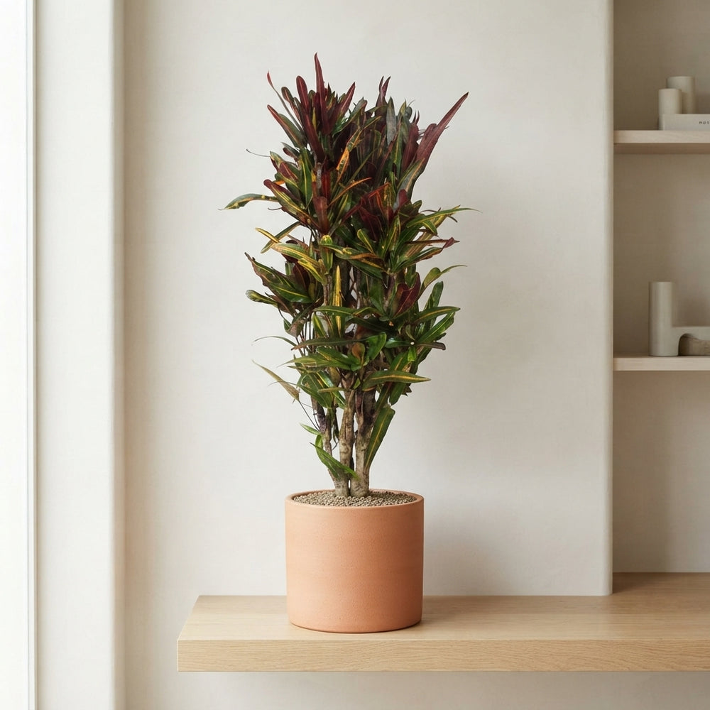 Large-Leaved Croton (Codiaeum variegatum) – 30cm Pot