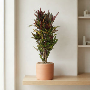 Large-Leaved Croton (Codiaeum variegatum) – 30cm Pot