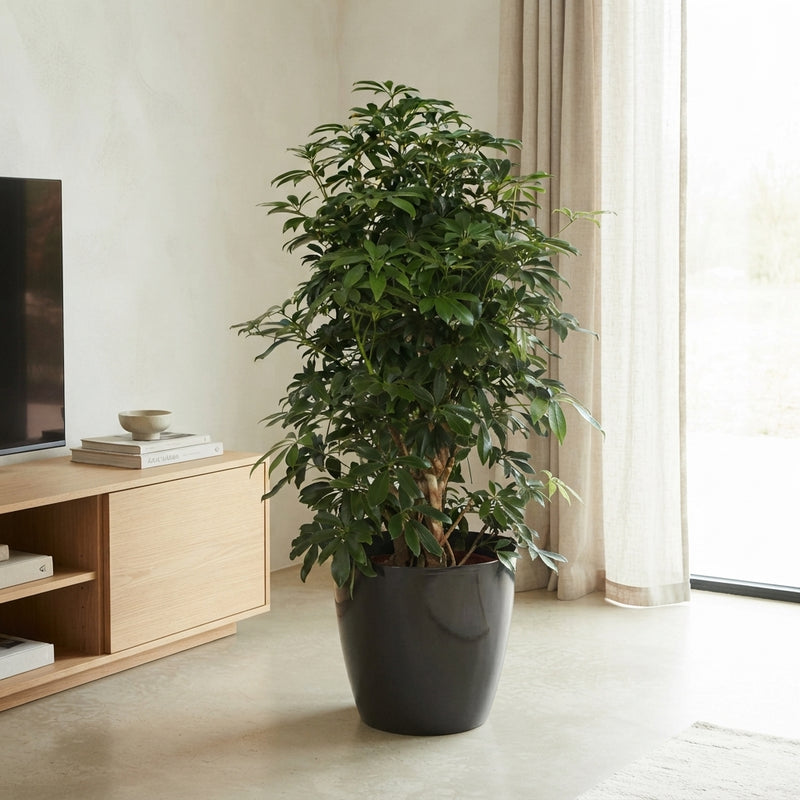 Dwarf Umbrella Tree (Schefflera arboricola) – 42cm Pot