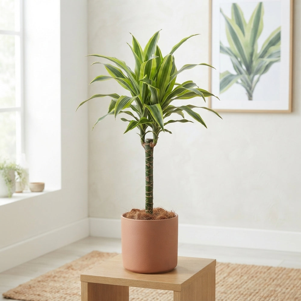 Lemon Lime Dragon Tree (Dracaena fragrans) – 19cm Pot