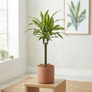 Lemon Lime Dragon Tree (Dracaena fragrans) – 19cm Pot