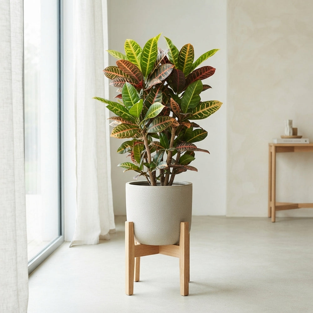 Large-Leaved Croton (Codiaeum var.) – 27cm Pot
