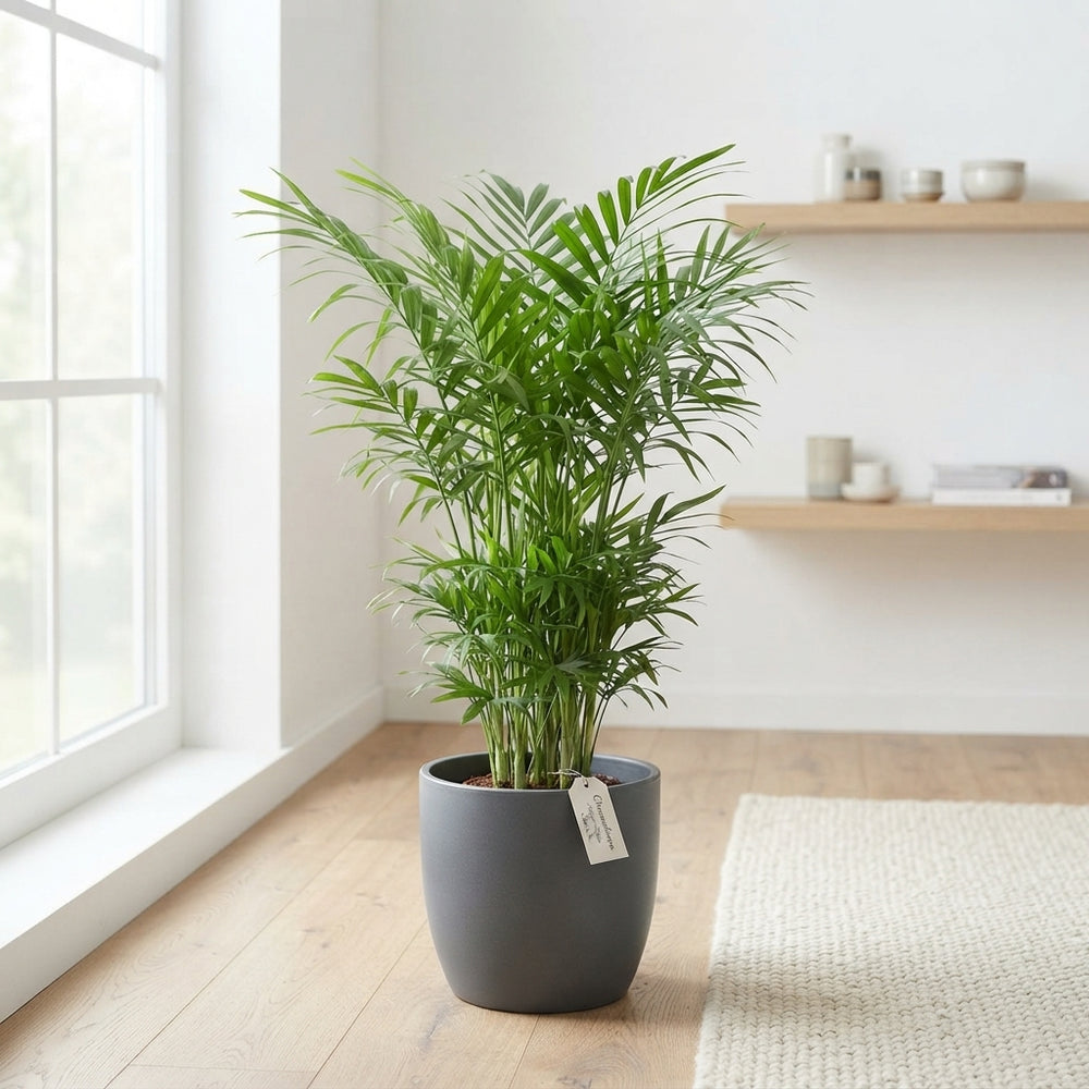 Mixed Green Houseplant Collection – 24cm Pot