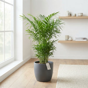 Mixed Green Houseplant Collection – 24cm Pot