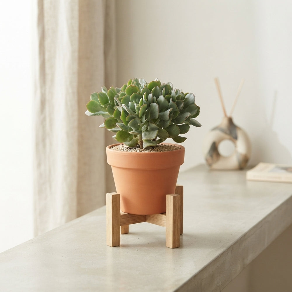 Crested Jade Plant (Crassula arborescens ‘Cristata’) – 10.5cm Pot