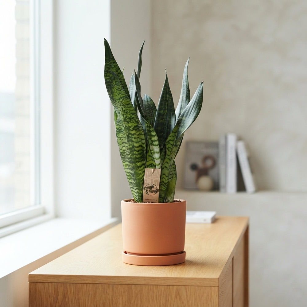 Snake Plant (Sansevieria trifasciata) – 17cm Pot