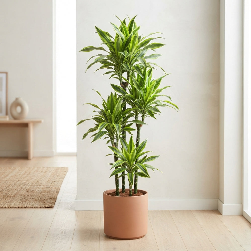 Lemon Lime Dracaena (Dracaena fragrans) – 24cm Pot, 160cm High