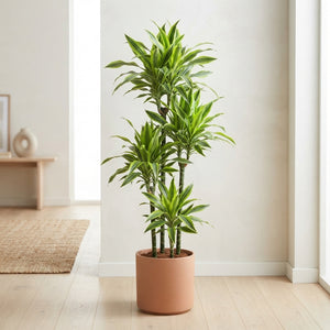 Lemon Lime Dracaena (Dracaena fragrans) – 24cm Pot, 160cm High