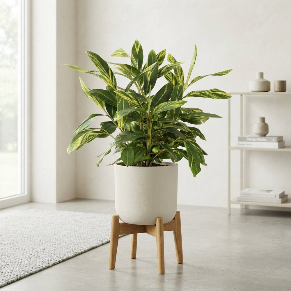 Variegated Shell Ginger (Alpinia zerumbet) – 27cm Pot