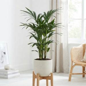 Kentia Palm (Howea forsteriana) – 21cm Pot, Approx. 120cm Tall