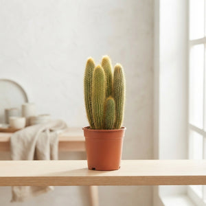 Mixed Cactus and Succulent Collection – 21cm Pot
