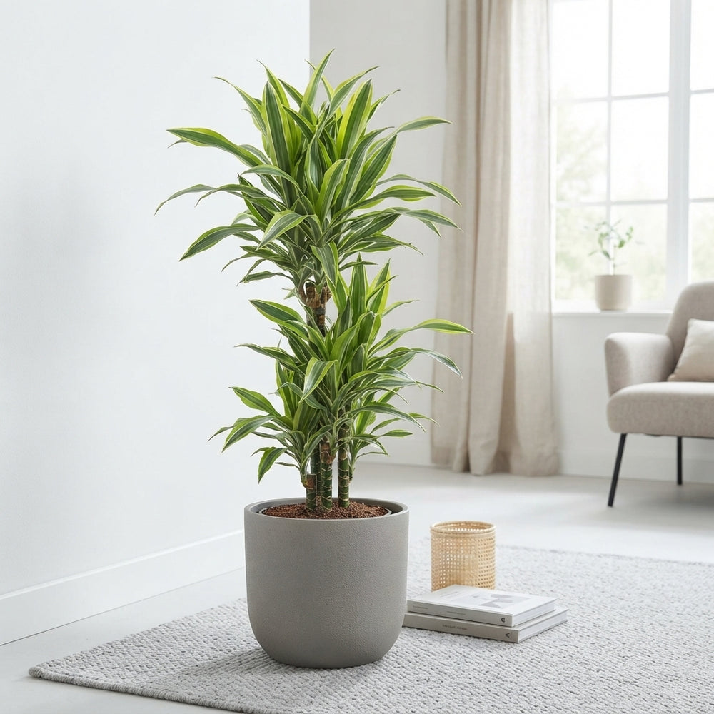 Branched Corn Plant (Dracaena fragrans) – 27cm Pot, 120cm High