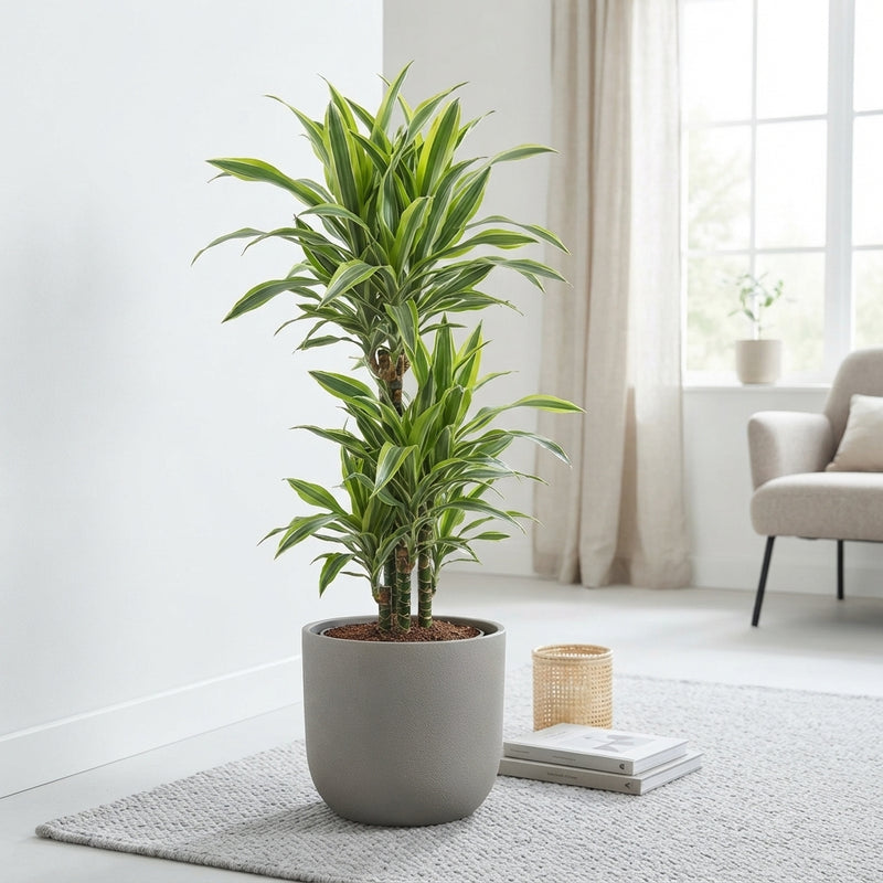 Branched Corn Plant (Dracaena fragrans) – 27cm Pot, 120cm High